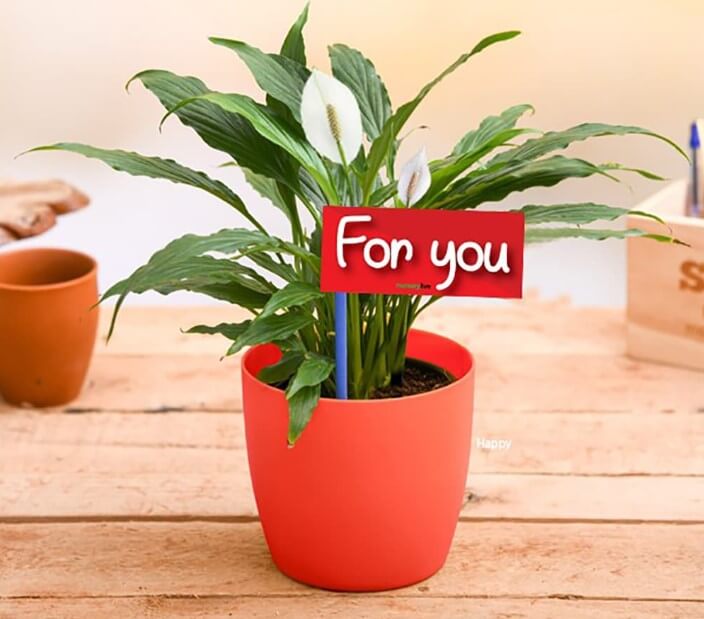 Peace Lily Plant image