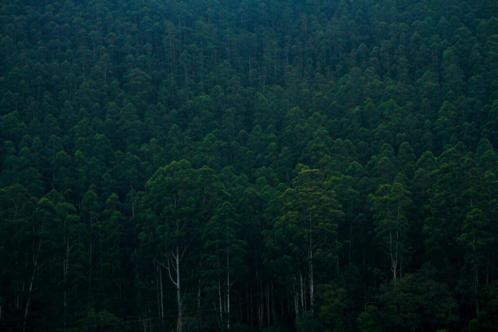 Munnar image